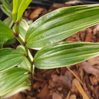 Disporum sessile 'Variegatum'